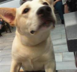 Shelter Stray Male Dog last seen CHARLOTTE, 8315 Byrum Dr, Charlotte, NC 28217, USA