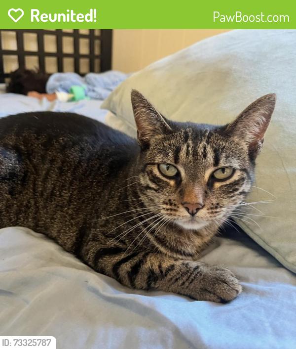 Reunited Female Cat last seen 45th and Logan, San Diego, CA 92113
