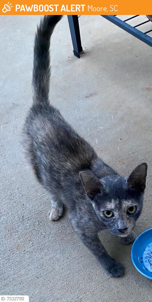 Found/Stray Female Cat last seen Old Bethel, Moore, SC, Moore, SC 29369