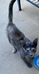 Found/Stray Female Cat last seen Old Bethel, Moore, SC, Moore, SC 29369