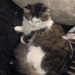 Lost Male Cat last seen 46th s calumet ave, Chicago, IL 60653