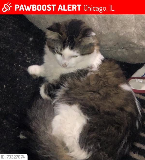 Lost Male Cat last seen 46th s calumet ave, Chicago, IL 60653