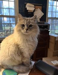 Reunited Male Cat last seen Mosher Rd, Delmar, NY 12054