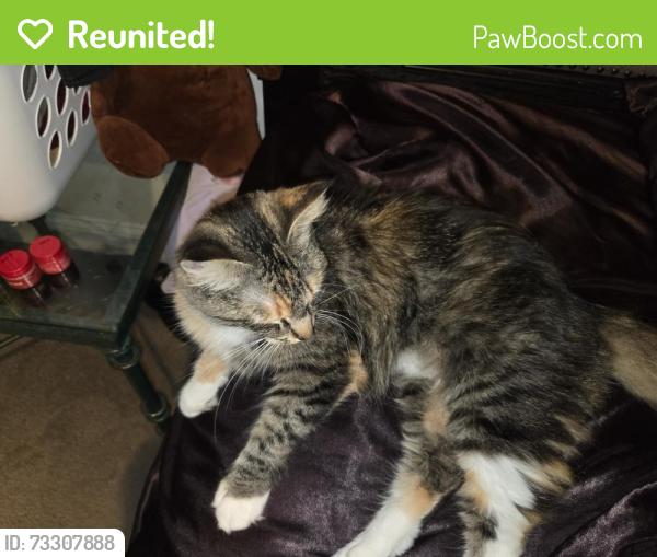 Reunited Female Cat last seen Maple st, West Boylston, MA 01583
