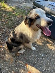 Found/Stray Male Dog last seen Old corey, West Pensacola, FL 32507