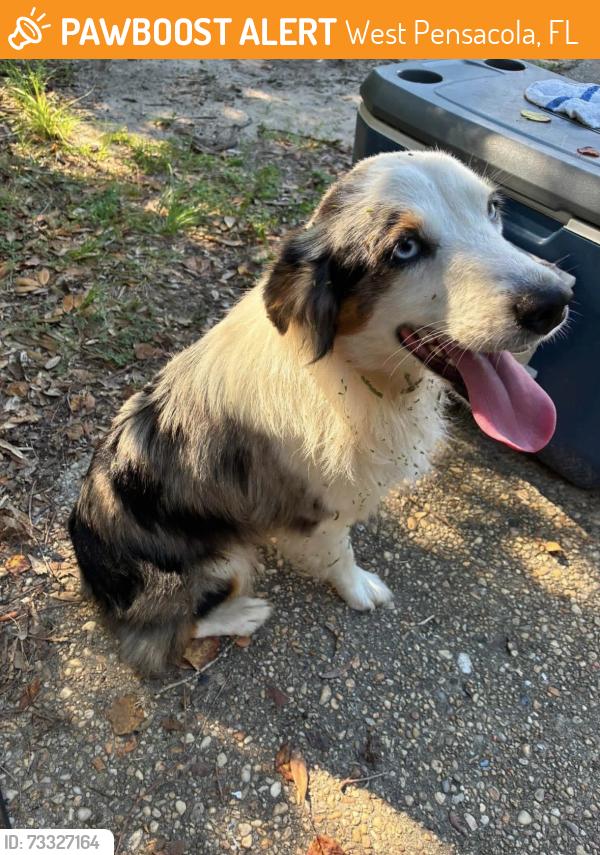 Found/Stray Male Dog last seen Old corey, West Pensacola, FL 32507
