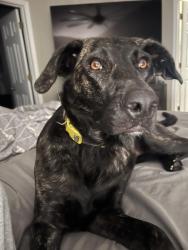 Lost Female Dog last seen Parkstone, Winter Springs, FL 32708
