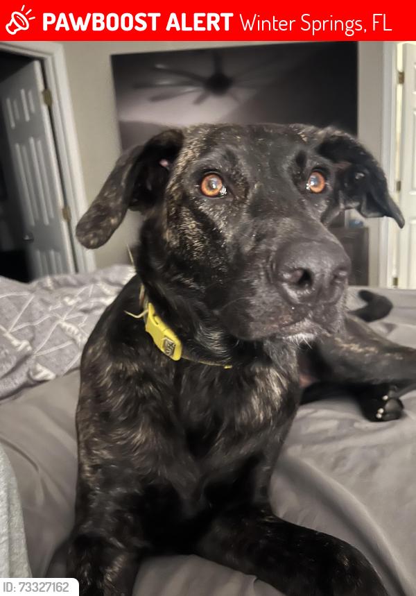 Lost Female Dog last seen Parkstone, Winter Springs, FL 32708