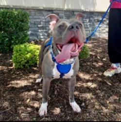 Reunited Male Dog last seen Near Biway St, Fort Worth, tx, 76114, Sansom Park, TX 76135