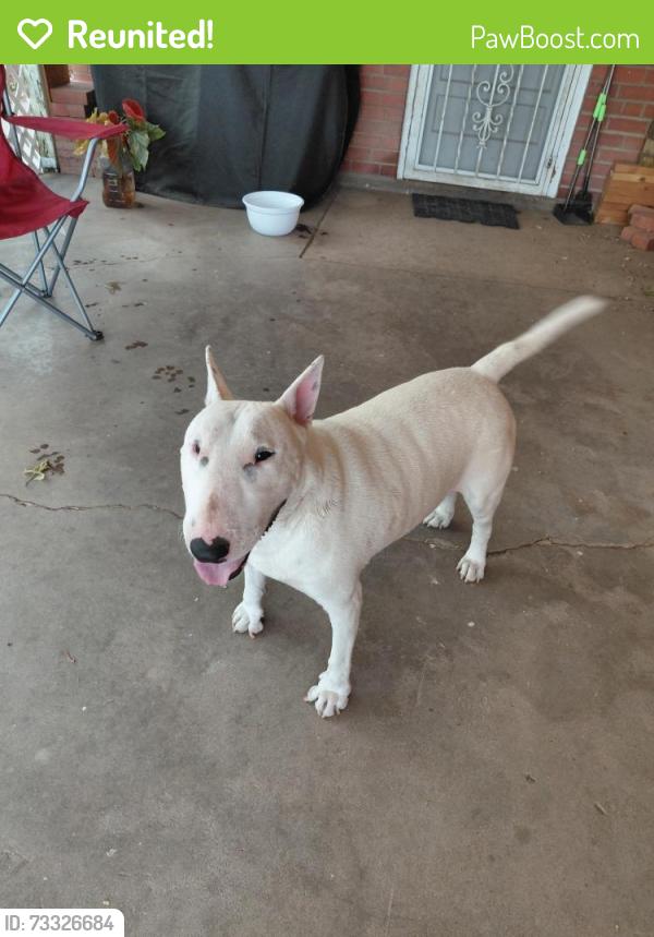 Reunited Male Dog last seen Los Arboles Ave NE and Moon, Albuquerque, NM 87112