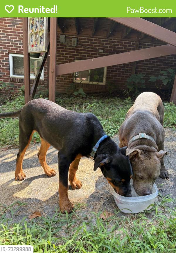 Reunited Male Dog last seen Edgevale and Englewood, Durham, NC 27701