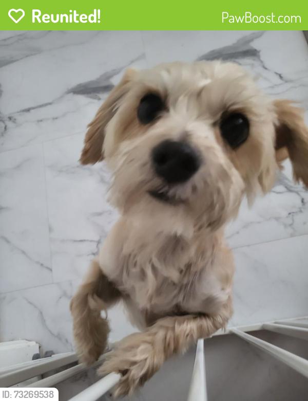 Reunited Male Dog last seen Endora dr and Chadwick way, Spring Valley, NV 89147