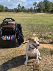 Reunited Female Dog last seen Scott, Houston, TX 77047
