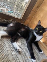 Lost Male Cat last seen Santiago blvd, Orange, CA 92867