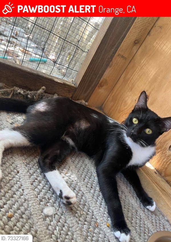 Lost Male Cat last seen Santiago blvd, Orange, CA 92867