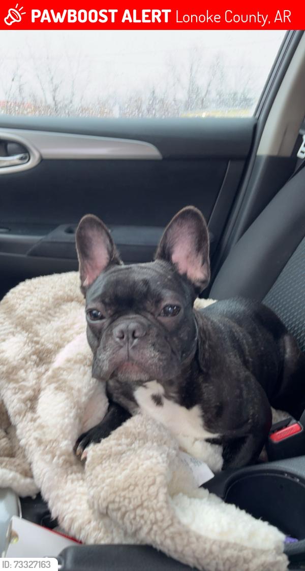 Lost Female Dog last seen Sental rd, Lonoke County, AR 72007
