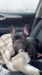 Lost Female Dog last seen Sental rd, Lonoke County, AR 72007
