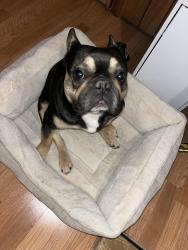 Reunited Male Dog last seen Coors and arenal arenal, South Valley, NM 87105