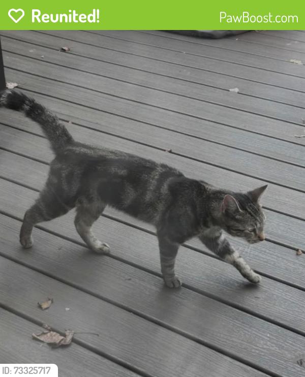 Reunited Male Cat last seen West Avondale rd towards east Avondale, West Grove, PA 19390