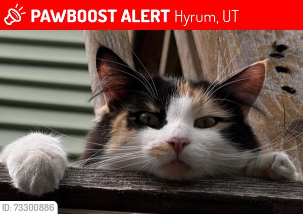 Lost Female Cat last seen Center Street, 400 South, Hyrum, UT 84319