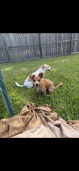 Reunited Male Dog last seen Scott, Houston, TX 77047
