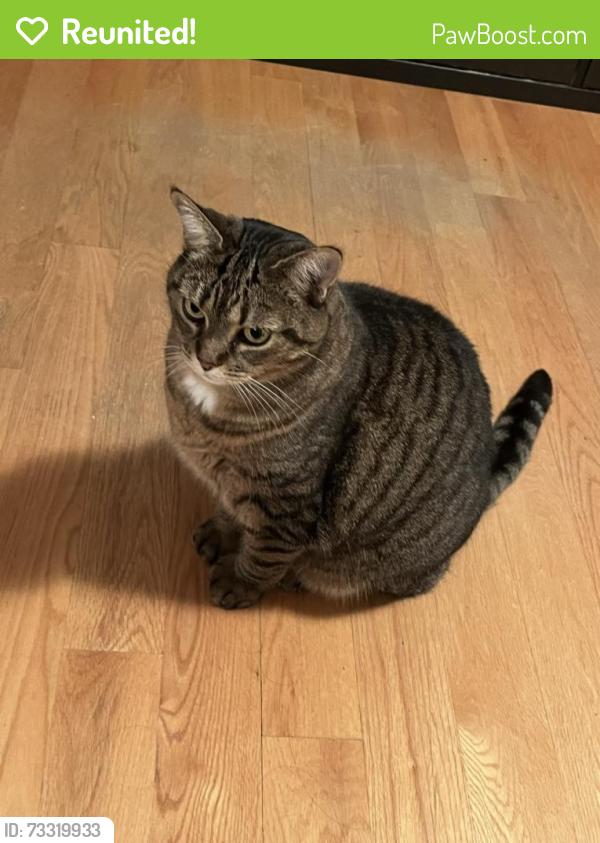 Reunited Female Cat last seen Near rue des renards Longueuil, Longueuil, QC J4M 2Z4
