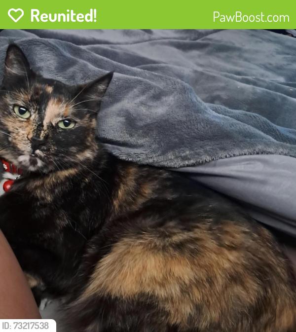 Reunited Female Cat last seen Angelica Street, Dorandia, Pretoria, GP 0182