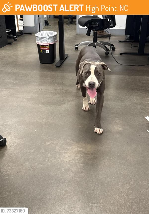 Found/Stray Female Dog last seen Cross St and Taylor Ave in HP, NC, High Point, NC 27260