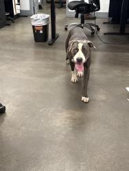Found/Stray Female Dog last seen Cross St and Taylor Ave in HP, NC, High Point, NC 27260