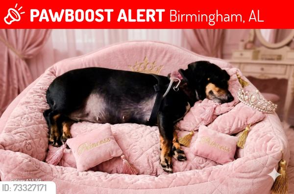 Lost Female Dog last seen Southside Market, Birmingham, AL 35205