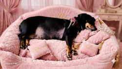 Lost Female Dog last seen Southside Market, Birmingham, AL 35205