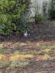 Found/Stray Unknown Cat last seen Parkins Mill / Plymouth Ave, Greenville, SC 29607