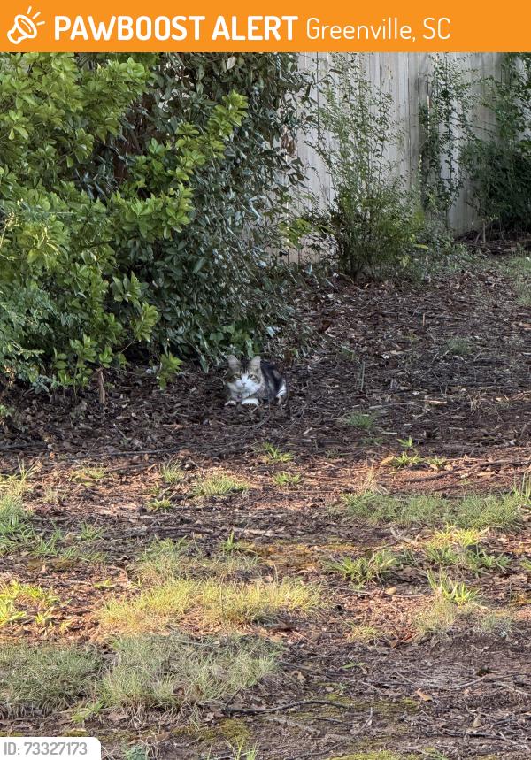 Found/Stray Unknown Cat last seen Parkins Mill / Plymouth Ave, Greenville, SC 29607