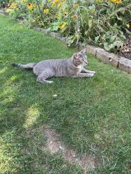 Found/Stray Unknown Cat last seen Prospect Avenue, East Meadow, NY 11554