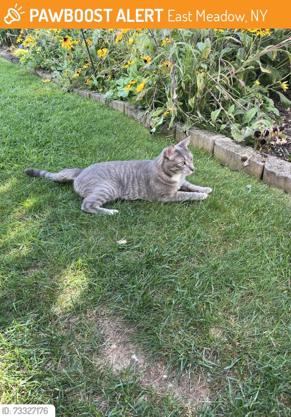 Found/Stray Unknown Cat last seen Prospect Avenue, East Meadow, NY 11554