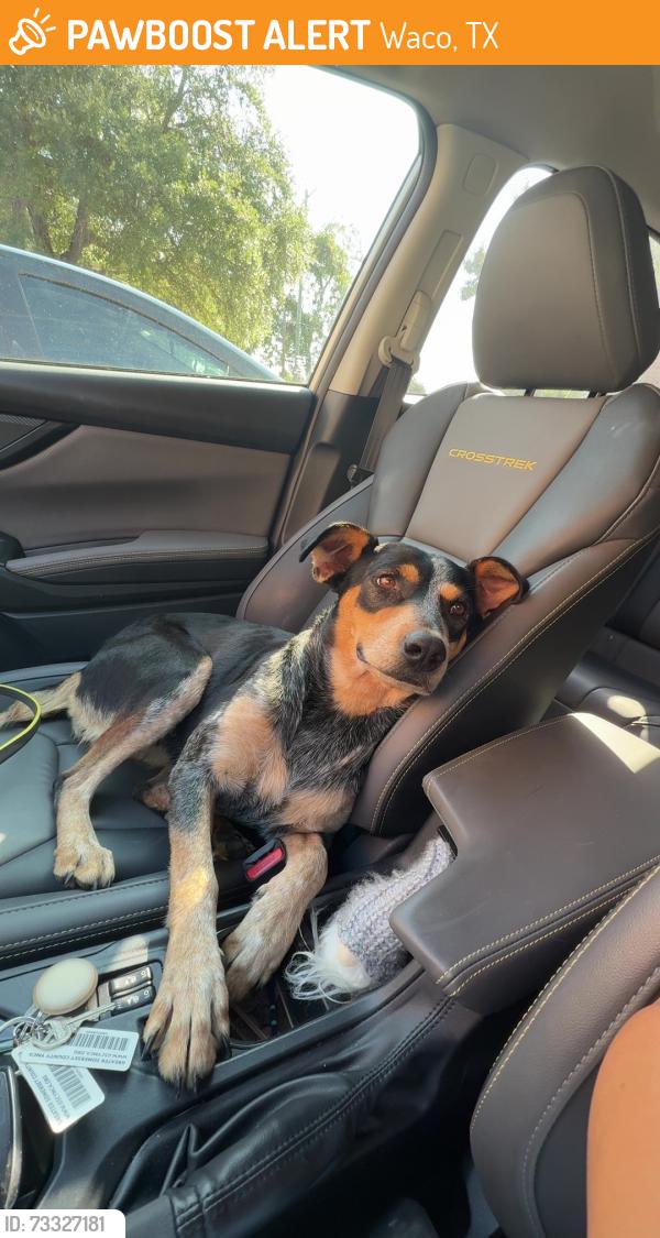 Found/Stray Female Dog last seen Wood ave and 16th, Waco, TX 76706