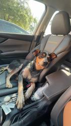 Found/Stray Female Dog last seen Wood ave and 16th, Waco, TX 76706