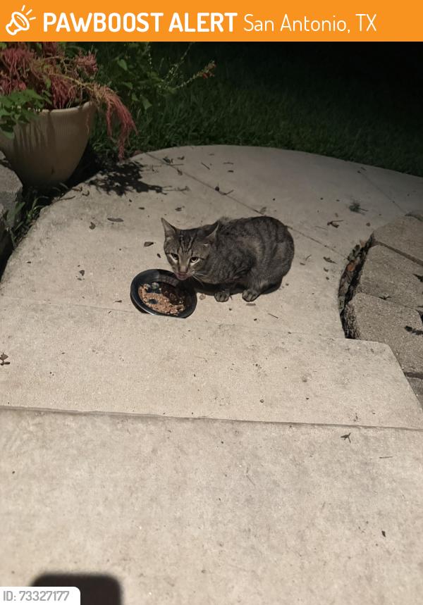 Found/Stray Unknown Cat last seen Timber Trace, San Antonio, TX 78250