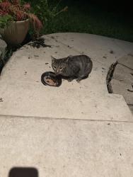 Found/Stray Unknown Cat last seen Timber Trace, San Antonio, TX 78250