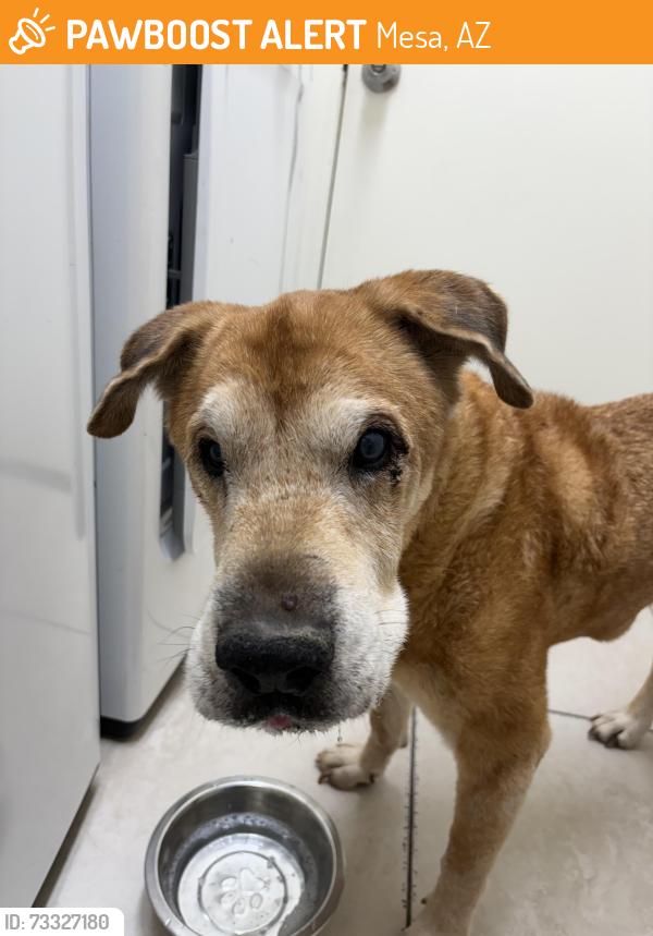 Found/Stray Male Dog last seen S Hawes RD and E Guadalupe RD, Mesa, AZ 85209
