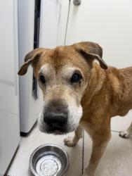 Found/Stray Male Dog last seen S Hawes RD and E Guadalupe RD, Mesa, AZ 85209