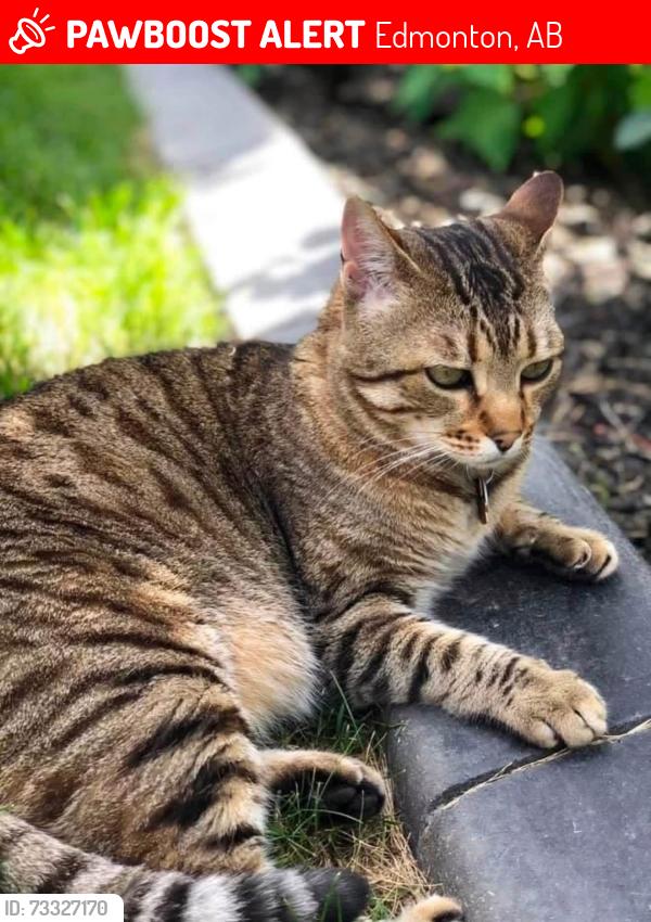 Lost Female Cat last seen Downtown or Steinhauer area, Edmonton, AB 