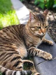 Lost Female Cat last seen Downtown or Steinhauer area, Edmonton, AB 