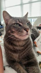Reunited Female Cat last seen Bear creek area, South Pasadena, FL 33707