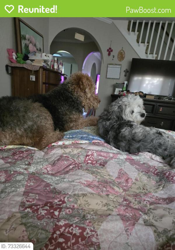 Reunited Female Dog last seen Behind kroger, Cabot, AR 72023