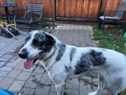 Reunited Male Dog last seen Marshall and Wilder, Saint Paul, MN 55104