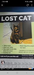 Lost Female Cat last seen Burlingame and Plas, Wyoming, MI 49519