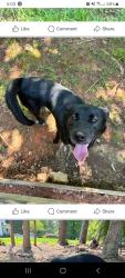 Lost Male Dog last seen Old franklinton suitt store rd, Granville County, NC 27525