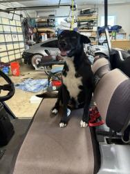 Found/Stray Female Dog last seen Near Sw 264th ST, Homestead, FL 33031