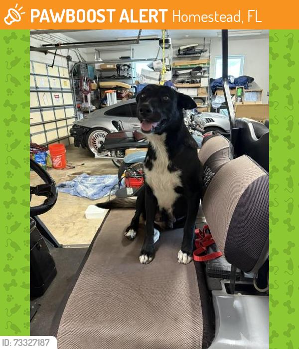 Found/Stray Female Dog last seen Near Sw 264th ST, Homestead, FL 33031